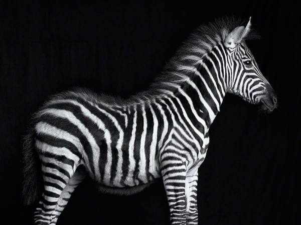 Photograph Lennette Newell Baby Zebra  841 on One Eyeland